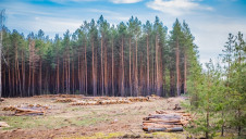 The Dasgupta Review was commissioned by HM Treasury and lays out key recommendations to reversing manmade declines in biodiversity